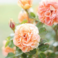 大脸猫大脸猫爱吃肉